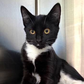 Socks -  Domestic Short Hair Cat for Adoption in Harrisonburg, Virginia - Socks | PetCurious