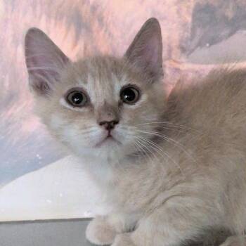 Jellyfish -  Domestic Short Hair Cat for Adoption in Reno, Nevada - Jellyfish | PetCurious