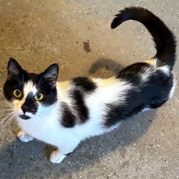 Penelope -  American Shorthair Cat for Adoption in Scranton, Pennsylvania - Penelope | PetCurious