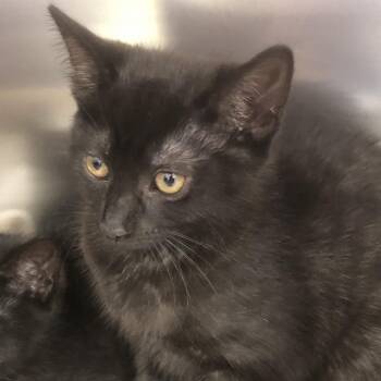 Maddie -  Domestic Short Hair Cat for Adoption in Burlington, Ontario - Maddie | PetCurious