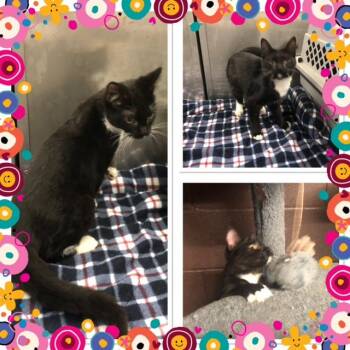 BLAIR -  Domestic Short Hair Cat for Adoption in Buckhannon, West Virginia - BLAIR | PetCurious