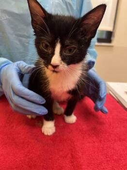 Cayenne -  Domestic Short Hair Cat for Adoption in Raleigh, North Carolina - Cayenne | PetCurious