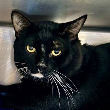 Domestic Short Hair Cats Available for Adoption - Aki | PetCurious