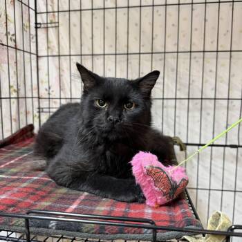Valer -  Domestic Long Hair Cat for Adoption in Chisholm, Minnesota - Valer | PetCurious