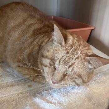 American Shorthair Cats Available for Adoption - Toulouse | PetCurious