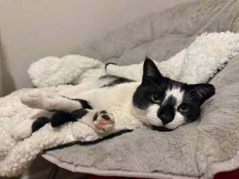 Domestic Short Hair Cats Available for Adoption - Panda | PetCurious