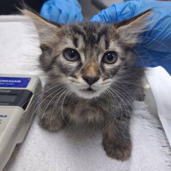 Jeff -  Domestic Short Hair Cat for Adoption in Summerville, South Carolina - Jeff | PetCurious