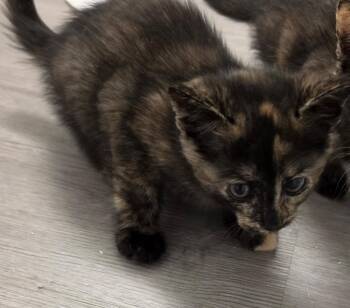 Nova -  Domestic Short Hair Cat Available for Adoption in Town 