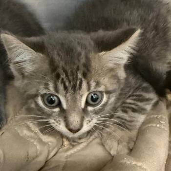 Kirk -  Domestic Short Hair Cat for Adoption in Troy, Virginia - Kirk | PetCurious