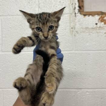Princess Kenny -  Domestic Short Hair Cat for Adoption in Edinburg, Texas - Princess Kenny | PetCurious
