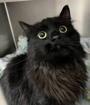 Binx -  Domestic Long Hair Cat for Adoption in Golden, Colorado - Binx | PetCurious