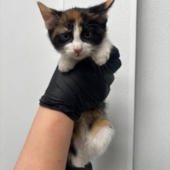 Marmalade -  Domestic Short Hair Cat for Adoption in Abilene, Texas - Marmalade | PetCurious