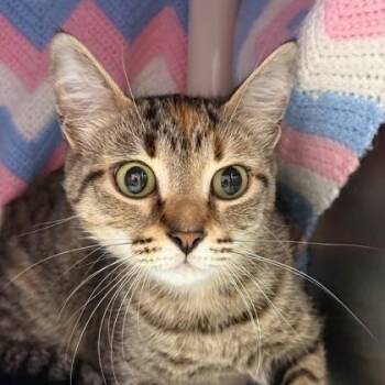 Elora -  Domestic Short Hair Cat for Adoption in Lansing, Michigan - Elora | PetCurious