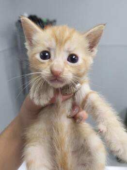Pumpkin -  Domestic Short Hair Cat for Adoption in Lawrenceville, Georgia - Pumpkin | PetCurious