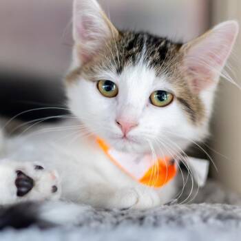 Spicoli -  Domestic Medium Hair Cat for Adoption in Wilmington, Delaware - Spicoli | PetCurious