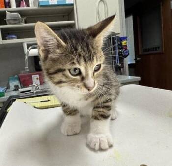 Scully -  Domestic Short Hair Cat for Adoption in Pequot Lakes, Minnesota - Scully | PetCurious