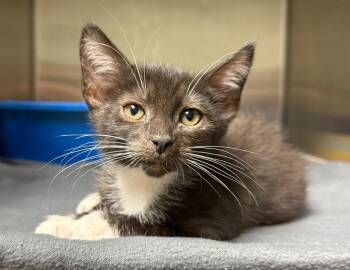 Conner -  Domestic Short Hair Cat for Adoption in Ocala, Florida - Conner | PetCurious