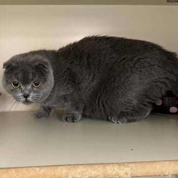 Scottish Fold Cats Available for Adoption in Hinesville, Georgia - Nessie | PetCurious