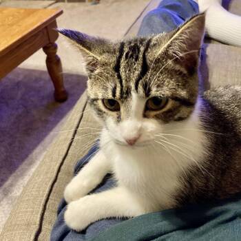 Domestic Short Hair Cats Available for Adoption in Libertyville, Illinois - Birch | PetCurious