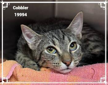 COBBLER see also BISCUIT -  Domestic Short Hair and Tabby Cat for Adoption in Marietta, Georgia - COBBLER See Also BISCUIT | PetCurious