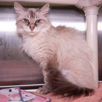 Valley -  Domestic Long Hair Cat for Adoption in Seattle, Washington - Valley | PetCurious