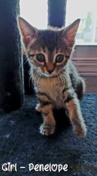 Rescue Domestic Short Hair Cats for Adoption in Miami, Oklahoma - Penelope | PetCurious