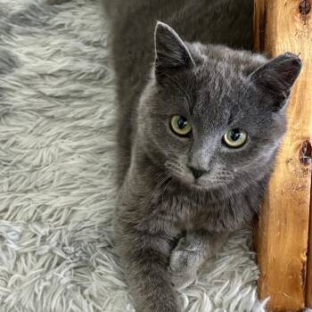 Domestic Short Hair Cats Available for Adoption in Philadelphia, Pennsylvania - Bumble | PetCurious