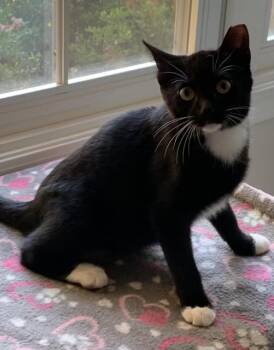 Rescue Domestic Short Hair Cats for Adoption in Cleveland, Ohio - Ralphie | PetCurious