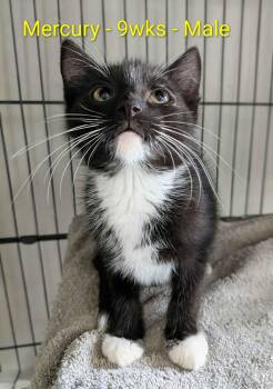 Mercury -  Domestic Short Hair Cat for Adoption in Seven Valleys, Pennsylvania - Mercury | PetCurious