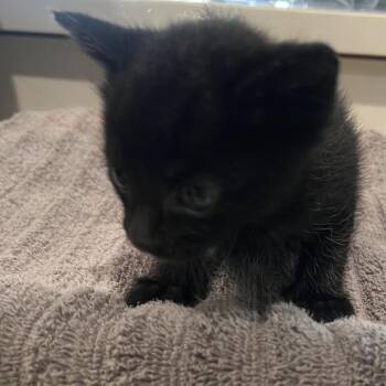 Domestic Short Hair Cats Available for Adoption in Oak Park, Illinois - Blackberry | PetCurious
