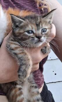 Maple -  Domestic Short Hair Cat for Adoption in Pratt, Kansas - Maple | PetCurious
