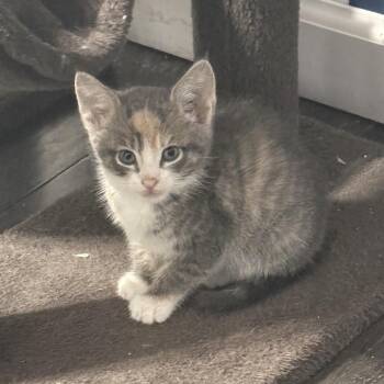Strawberry -  Domestic Short Hair Cat for Adoption in Jarrettsville, Maryland - Strawberry | PetCurious