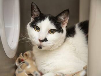 Domestic Short Hair Cats Available for Adoption in Phoenix, Arizona - CHADWICK | PetCurious