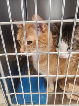 Gibbs -  Domestic Short Hair Cat for Adoption in Mocksville, North Carolina - Gibbs | PetCurious