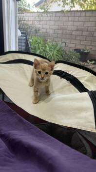 Stuart -  Domestic Short Hair Cat for Adoption in Long Beach, California - Stuart | PetCurious