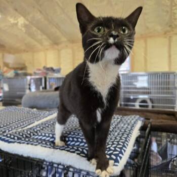 Rescue Domestic Short Hair Cats for Adoption in Park Falls, Wisconsin - Gina | PetCurious