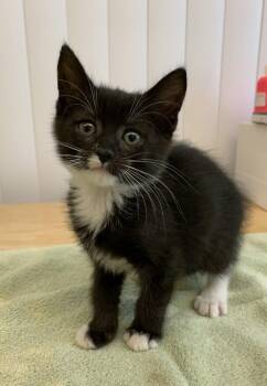 Jiji -  Domestic Short Hair Cat for Adoption in Santa Rosa, California - Jiji | PetCurious