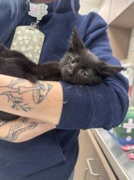 Patrick -  Domestic Short Hair Cat for Adoption in Fishers, Indiana - Patrick | PetCurious