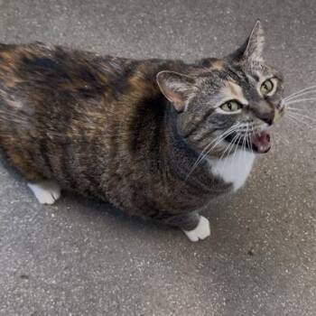 Domestic Short Hair Cats Available for Adoption - Marsala | PetCurious