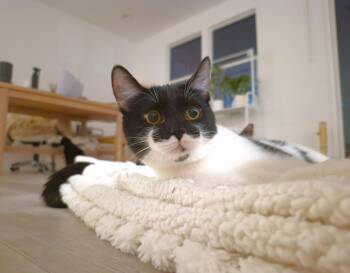 Rescue Domestic Short Hair Cats for Adoption in Villa Park, California - Doiley | PetCurious