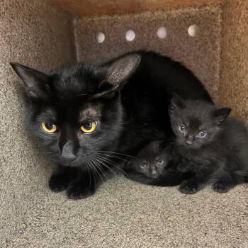 Stardust -  Domestic Short Hair Cat for Adoption in Philadelphia, Pennsylvania - Stardust | PetCurious