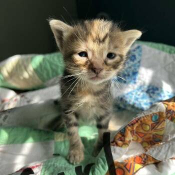 Barbie -  Domestic Short Hair Cat for Adoption in Harlingen, Texas - Barbie | PetCurious