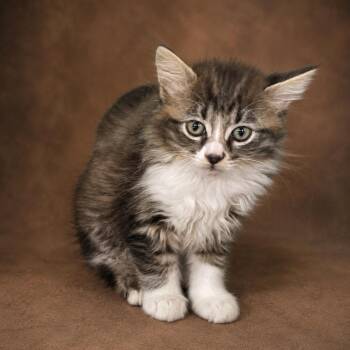 Opal -  Abyssinian and Domestic Medium Hair Cat for Adoption in Heber Springs, Arkansas - Opal | PetCurious