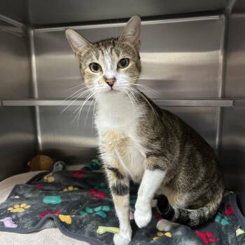 Domestic Short Hair Cats Available for Adoption in Middleburg, Florida - Heaven 28241 | PetCurious