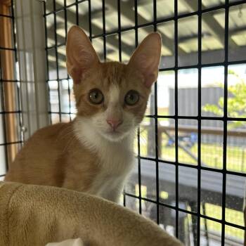 Domestic Short Hair Cats Available for Adoption in Freeport, Florida - Liberty | PetCurious
