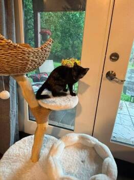 Athenia Mia -  Domestic Medium Hair Cat for Adoption in Ballwin, Missouri - Athenia Mia | PetCurious