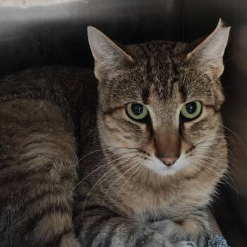 Chip -  Domestic Short Hair Cat for Adoption in Madison, Wisconsin - Chip | PetCurious