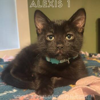 Alexis 1 -  Domestic Short Hair Cat for Adoption in Plainville, Massachusetts - Alexis 1 | PetCurious