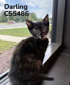 Darling -  Domestic Short Hair Cat for Adoption in Clarksville, Tennessee - Darling | PetCurious