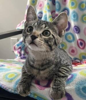 Grimace -  Domestic Short Hair Cat for Adoption in Clarksville, Tennessee - Grimace | PetCurious
